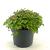 Geranium macr. 'Spessart' Pot 5 Liter 