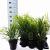 Hakonechloa macra Pot 2 Liter 20 - 30 cm