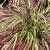 Hakonechloa macra 'Beni-kaze' Pot 2 Liter