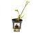 Hemerocallis 'Mini Pearl' Pot 2 Liter