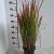 Imperata cylindrica 'Red Baron' Pot 3 Liter 20 - 30 cm