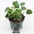 Lavatera 'Barnsley Baby' Pot 2 Liter
