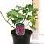 Lavatera 'Burgundy Wine' Pot 3 Liter 20 - 30 cm