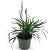 Liriope muscari 'Lilac Wonder' Pot 2 Liter 20 - 40 cm