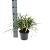 Liriope muscari 'Monroe White' Pot 2 Liter 20 - 30 cm