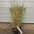 Miscanthus sin. 'Adagio' Pot 5 Liter 
