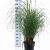 Miscanthus sin. 'Adagio' Pot 12 liter 60 - 80 cm