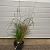 Miscanthus sin. 'Dronning Ingrid' Pot 5 Liter 