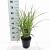 Miscanthus sin. 'Ferner Osten' Pot 3 Liter 