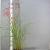 Miscanthus sin. 'Ferner Osten' Pot 3 Liter 50 - 60 cm