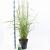 Miscanthus sin. 'Ferner Osten' Pot 6 Liter 60 - 80 cm
