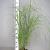 Miscanthus sin. 'Flamingo' Pot 3 Liter 50 - 60 cm