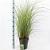 Miscanthus sin. 'Gracillimus' Pot 6 Liter 60 - 80 cm
