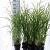 Miscanthus sin. 'Herman Mussel' Pot 2 Liter