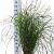 Miscanthus sin. 'Herman Mussel' Pot 12 liter 60 - 80 cm