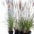 Miscanthus sin. 'Kleine Silbersp.' Pot 2 Liter40 - 60 cm