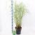 Miscanthus sin. 'Little Zebra' Pot 6 Liter 60 - 80 cm