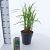 Miscanthus sin. 'Malepartus' Pot 6 Liter 60 - 80 cm