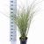 Miscanthus sin. 'Morning Light' Pot 6 Liter 60 - 80 cm