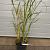 Miscanthus sin. 'Silberfeder' Pot 5 Liter 