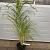 Miscanthus sin. 'Zebrinus' Pot 5 Liter 