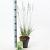 Molinia caerulea 'Moorhexe' Pot 2 Liter40 - 60 cm