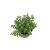 Nepeta Junior Walker Pot 2 Liter