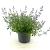 Nepeta 'Kit Cat' Pot 2 Liter