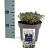 Nepeta 'Purssian Blue' Pot 2 Liter