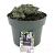 Nepeta 'Six Hills Giant' Pot 5 Liter 