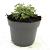 Nepeta 'Walker's Low' Pot 2 Liter