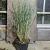 Panicum virgatum 'Heavy Metal' Pot 5 Liter 