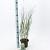 Panicum virgatum 'Heavy Metal' Pot 2 Liter40 - 60 cm