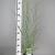 Panicum virgatum 'Heavy Metal' Pot 3 Liter 50 - 60 cm