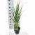 Panicum virgatum 'Northwind' Pot 3 Liter 40 - 50 cm