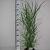 Panicum virgatum 'Northwind' Pot 3 Liter 50 - 60 cm
