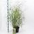 Panicum virgatum 'Squaw' Pot 6 Liter 60 - 80 cm