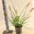 Pennisetum alopecuroides Pot 2 liter 25-30cm