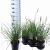 Pennisetum alopecuroides Pot 3 liter 25-30cm