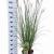 Pennisetum alopecuroides Pot 6 liter 30 - 40 cm