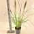 Pennisetum al. 'Black Beauty' Pot 2 liter 25-30cm