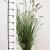 Pennisetum al. 'Hameln' Pot 3 Liter 40 - 50 cm