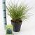 Pennisetum al. 'Hameln' Pot 2 liter 25-30cm