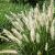 Pennisetum al. 'Little Bunny' Pot 5 Liter 