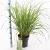 Pennisetum al. 'Red Head' Pot 6 liter 30 - 40 cm