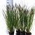 Pennisetum alopecuroides viridesc. Pot 3 Liter 30 - 40 cm