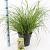 Pennisetum alopecuroides viridesc. Pot 6 liter 30 - 40 cm