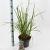 Pennisetum massaicum Pot 5 Liter 30 - 40 cm