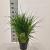 Pennisetum or. 'Fairy Tails' Pot 6 liter 30 - 40 cm