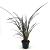 Phormium 'Dark Delight' Pot 2 Liter40 - 50 cm